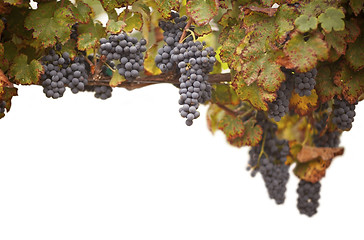 Image showing Beautiful Lush Grape Vineyard on White