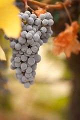 Image showing Beautiful Lush Grape Vineyard in The Morning Sun and Mist