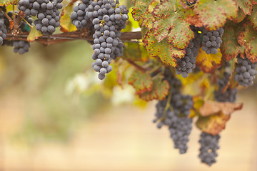 Image showing Beautiful Lush Grape Vineyard in The Morning Sun and Mist