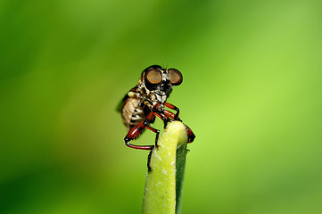 Image showing Robber Fly