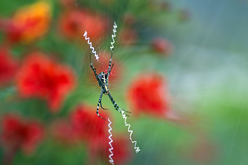 Image showing signature spider