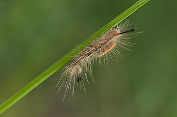 Image showing Caterpillar