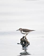 Image showing Common Sandpiper