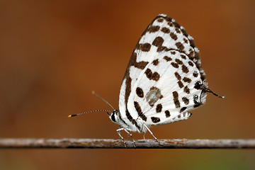 Image showing Common Pierrot