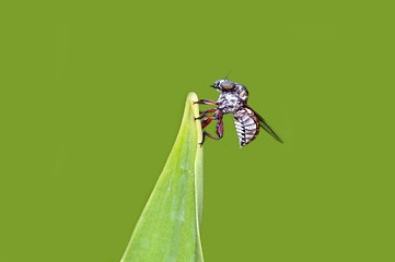 Image showing Robber Fly