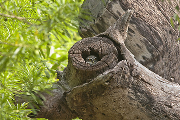 Image showing Spotted Owlet