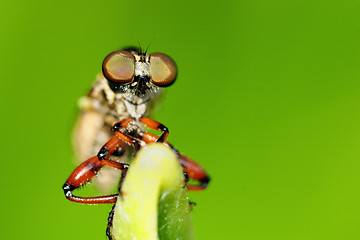 Image showing Robber Fly