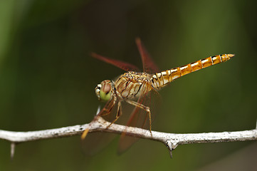 Image showing dragon fly