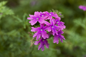 Image showing Verbena