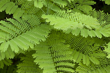 Image showing Green Leaves