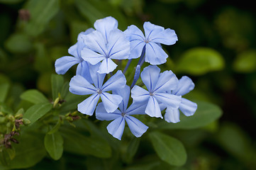 Image showing Periwinkle