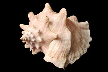 Image showing Seashell