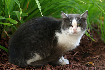 Image showing Cat