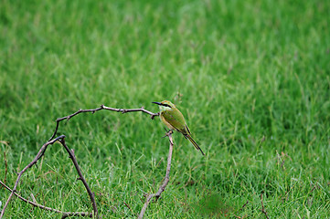 Image showing Bee Eater