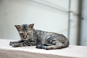 Image showing cat