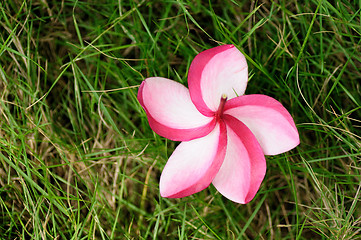 Image showing plumeria