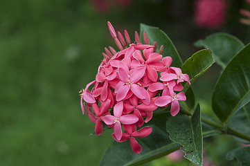 Image showing ixora