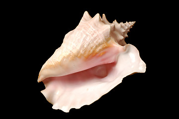 Image showing Seashell