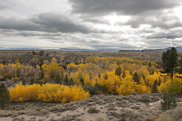 Image showing Auytumn Foliage