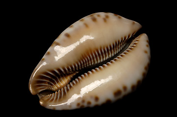 Image showing Seashell