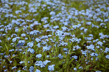 Image showing Forget-me-nots background