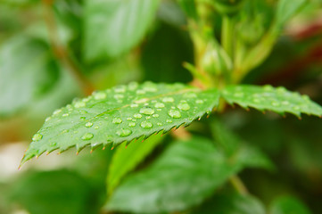 Image showing Green leafs with dew drops