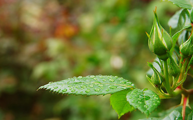 Image showing Green leafs with dew drops