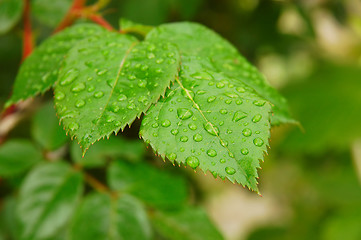 Image showing Green leafs with dew drops