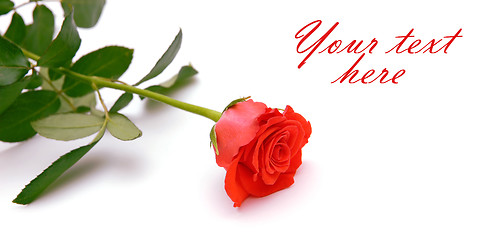 Image showing Red rose with space for text