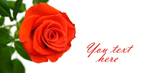 Image showing Red rose with space for text