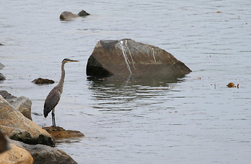 Image showing Great Blue Heron