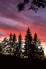 Image showing Forest in sunset