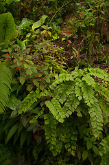 Image showing Jungle