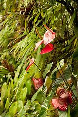 Image showing Anthurium Red in Tropical Forest