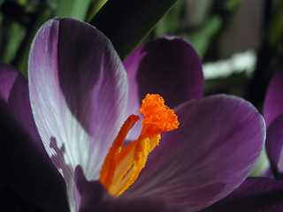 Image showing Crocus