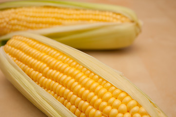 Image showing Corn Cobs