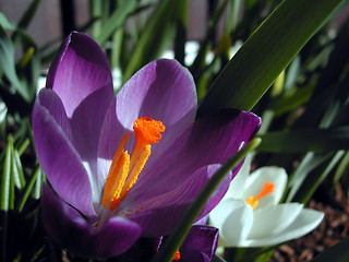 Image showing Crocus