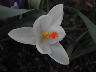 Image showing Crocus