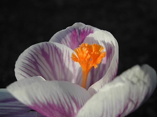 Image showing Crocus