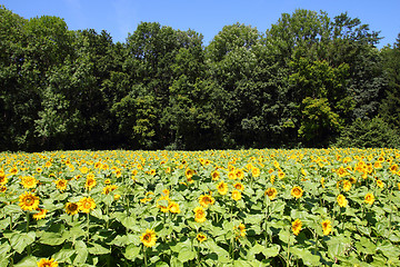 Image showing Sunflowers