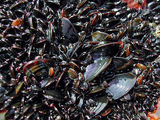 Image showing Blue mussels / Shell