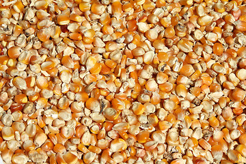 Image showing Maize background