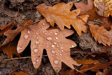 Image showing Autumn