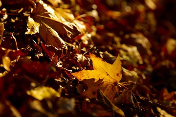 Image showing Leaves