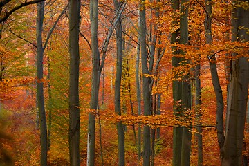 Image showing Autumn forest