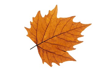 Image showing Leaf