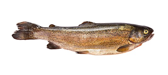 Image showing Fish