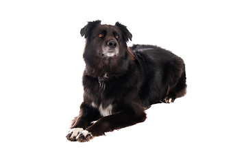 Image showing A black dog laying down