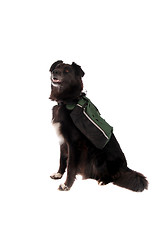 Image showing Black Dog Wearing a Backpack