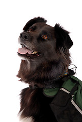 Image showing Black Dog Wearing a Pack